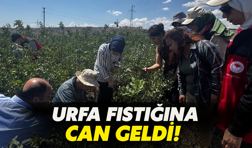 Kadınlar Öğrendi, Urfa Fıstığına Can Geldi!