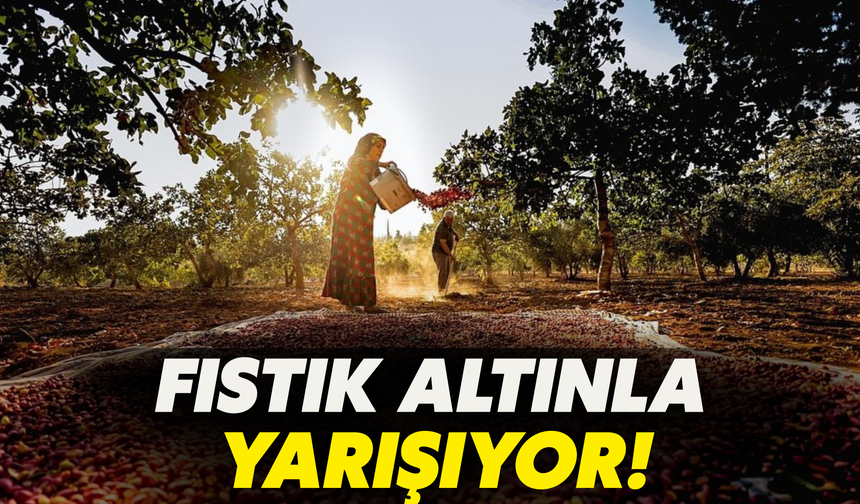 Şanlıurfa’da Fıstık Altınla Yarışıyor!