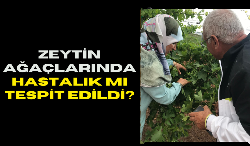 Şanlıurfa’da Zeytin Ağaçlarında Hastalık Mı Tespit Edildi?