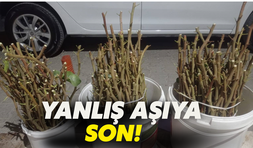 Yanlış Aşıya Son! Urfalı Çiftçilere Uygulamalı Fıstık Aşısı Eğitimi