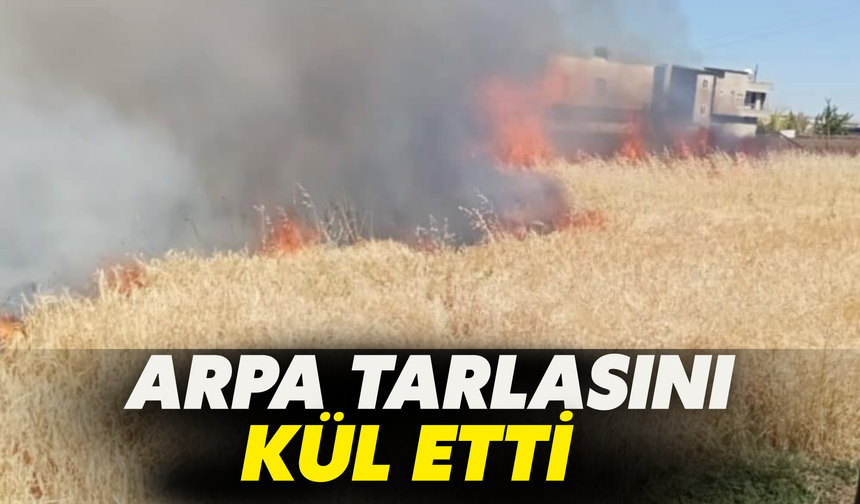 Şanlıurfa’da Arpa Tarlasında Yangının Nedeni Şaşırttı