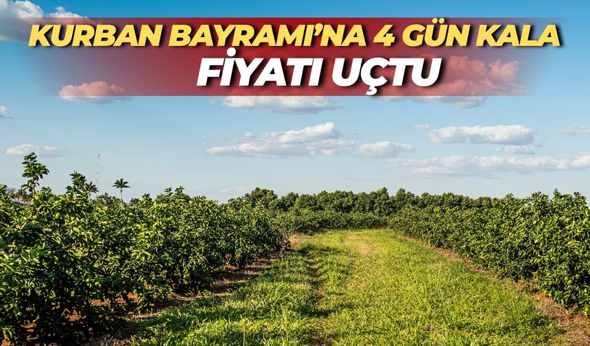 Kurban Bayramı’na 4 Gün Kala Fiyatı Uçtu