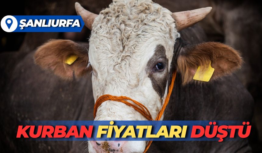 Şanlıurfa’da Kurban Fiyatları Düştü