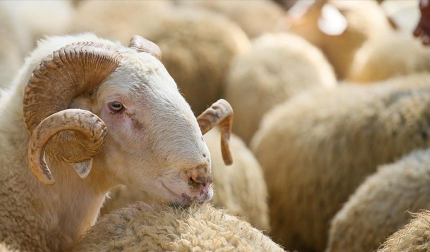 Kurbana Verilen Para Bu Şart Oluşursa Geri Alınıyor: Çoğu Kişi İlk Kez Duyacak