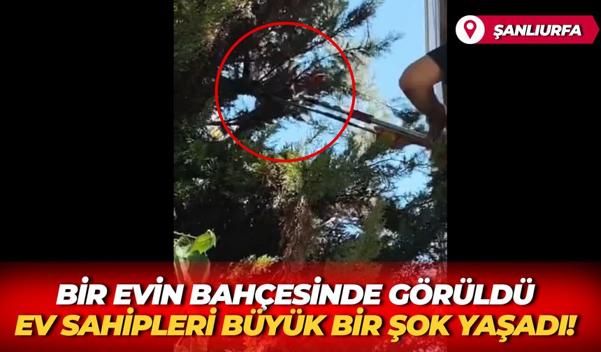 Şanlıurfa Karaköprü’de Bahçeye Giren Yılan Doğaya Salındı