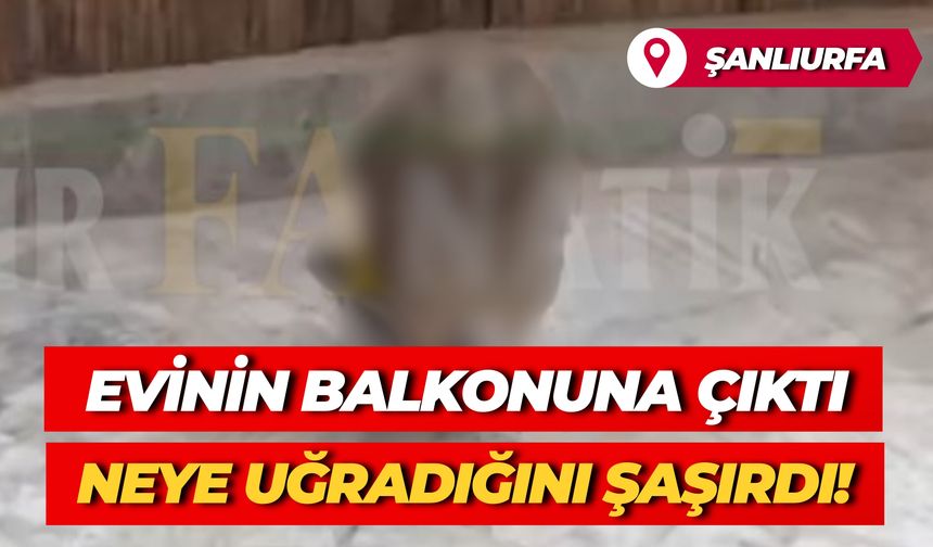 Şanlıurfa Karaköprü’de Balkona Konan Yırtıcı Kuş Şaşırttı