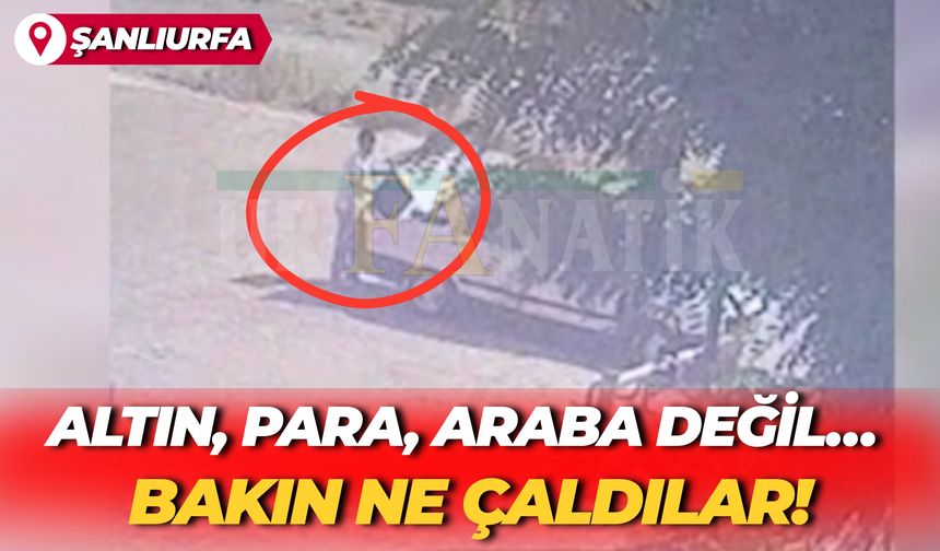 Altın, Para, Araba Değil… Bakın Şanlıurfa’da Ne Çaldılar!