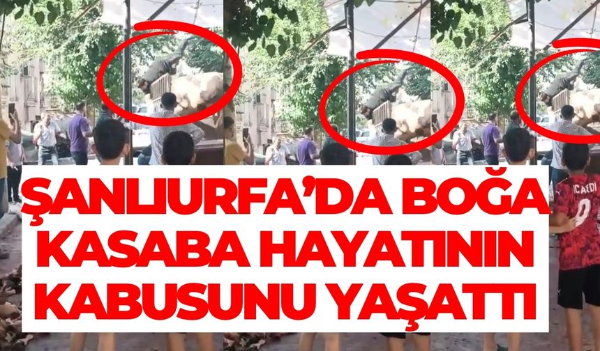 Şanlıurfa’da Boğa Kasaba Hayatının Kabusunu Yaşattı