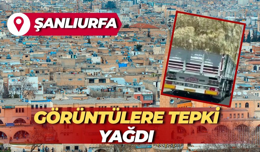 Şanlıurfa'da Çekilen Görüntülere Tepki Yağdı