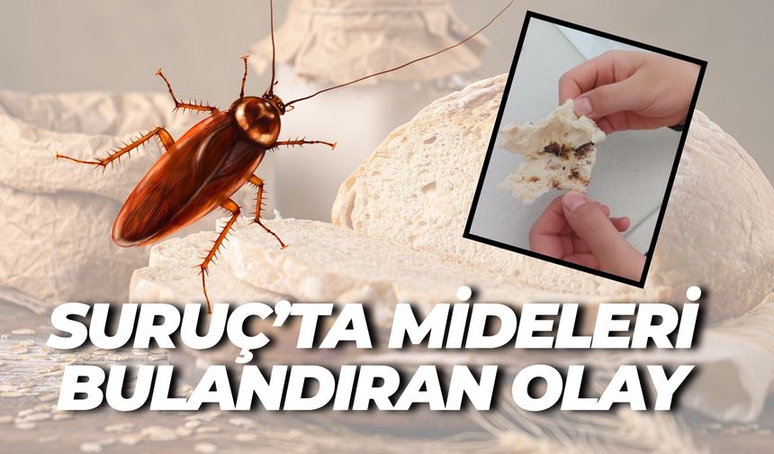 Şanlıurfa Suruç’ta Skandal: Ekmekten Hamam Böceği Çıktı!