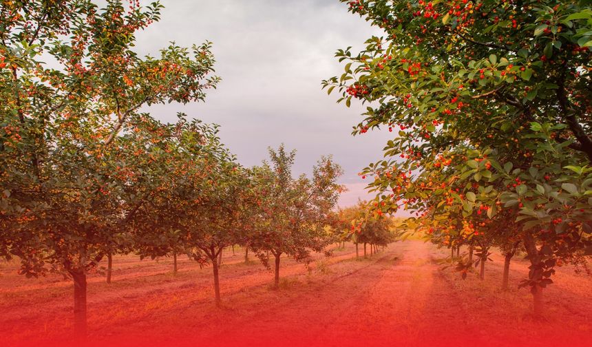 Şanlıurfa’da Bu Meyve El Yakıyor: Tarlada 100 TL, Tezgâhta 200 TL!