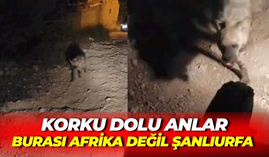 Şanlıurfa’da Korku Dolu Anlar: Cep Telefonuyla Görüntülemek İstediler, Saldırıya Uğradılar