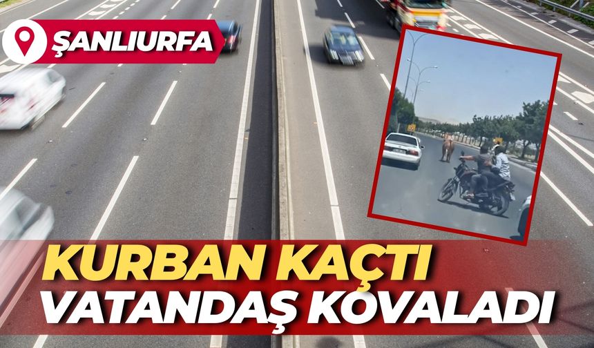 Şanlıurfa'da Kurban Kaçtı Vatandaş Kovaladı: İşte O Görüntüler