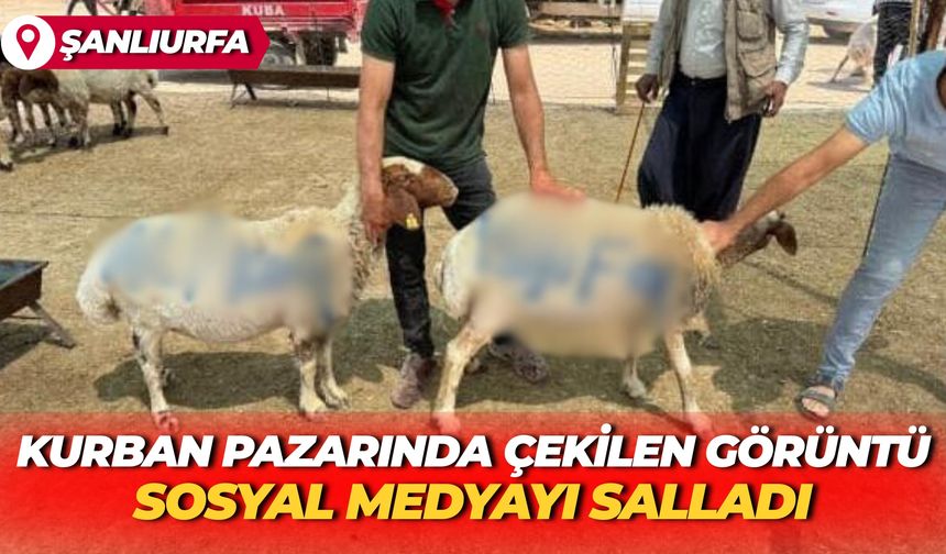 Şanlıurfa’da Kurban Pazarında Çekilen Görüntü Sosyal Medyayı Salladı!