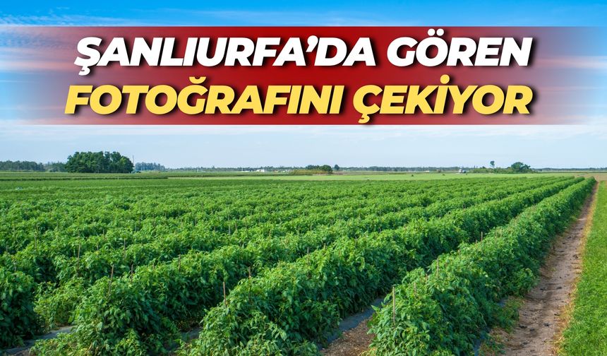 Şanlıurfa’da Kırmızı Ahenk: Gören Fotoğrafını Çekiyor