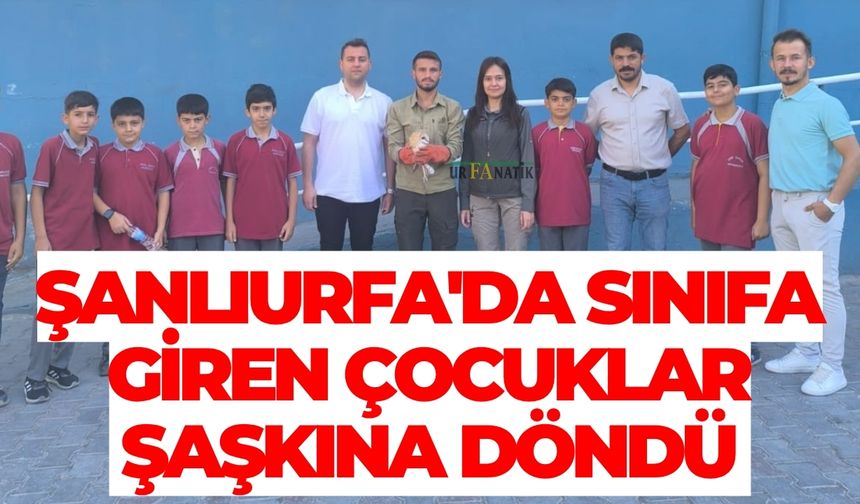 Şanlıurfa'da Sınıfa Giren Çocuklar Şaşkına Döndü: Hemen Ekiplere Haber Verildi
