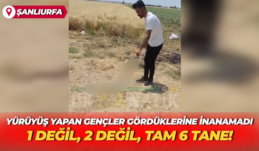 Şanlıurfa’da Yürüyüş Yapan Gençler Gördüklerine İnanamadı: 1 Değil, 2 Değil, Tam 6 Tane!
