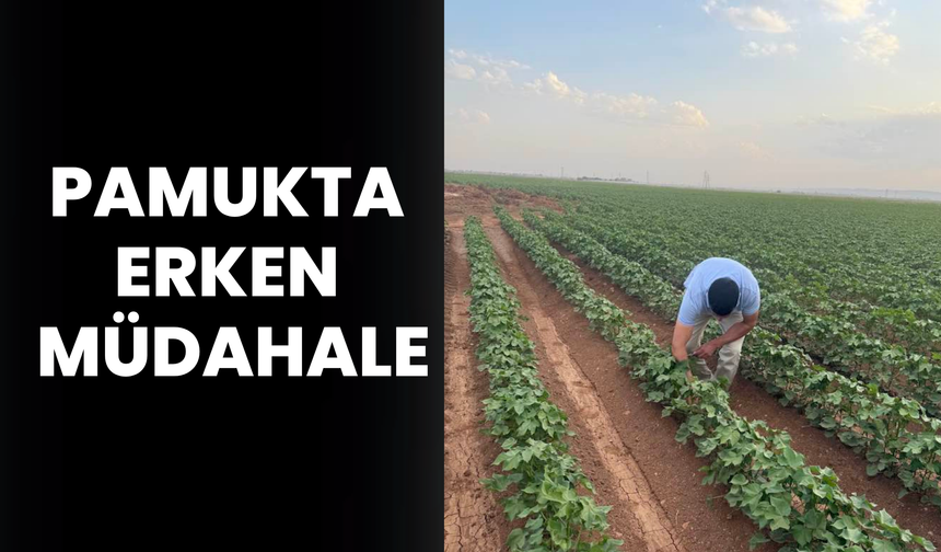 Şanlıurfa’da “Beyaz Altın”a Yakın Takip