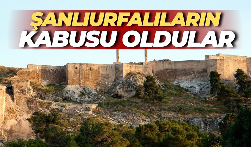 Şanlıurfalıların Kâbusu Oldular!