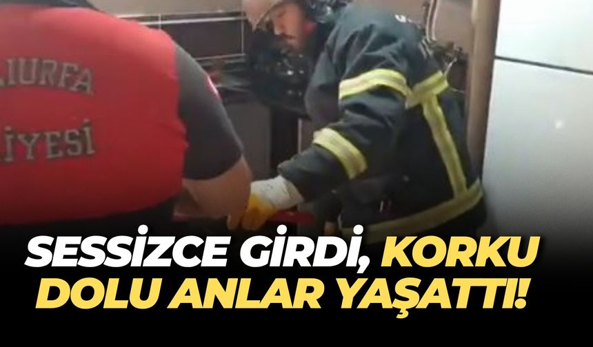 Şanlıurfa’da Bir Anda Ortaya Çıktı, Ev Halkı Panikledi!