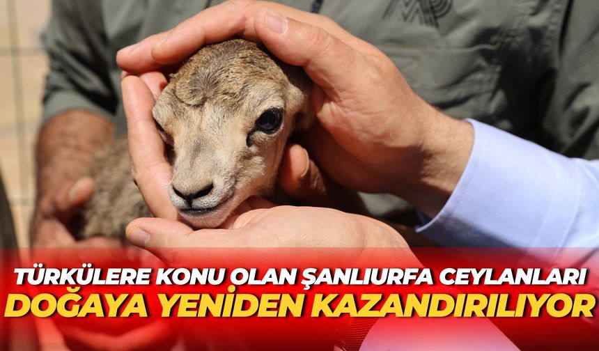 Türkülere Konu Olan Şanlıurfa Ceylanları Doğaya Yeniden Kazandırılıyor