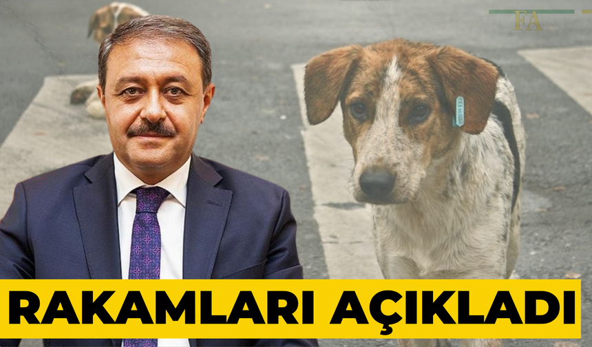 Sayılar İlk Kez Açıklandı! Şanlıurfa’da Sokak Hayvanlarıyla İlgili Şaşırtan Gelişme