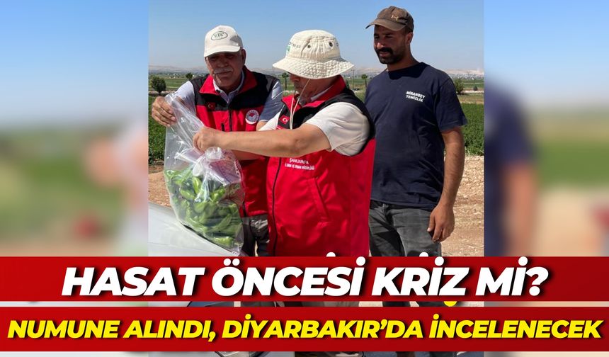 Hasat Öncesi Kriz mi? Şanlıurfa’da Tarlalardan Numune Alındı, Diyarbakır’da İncelenecek