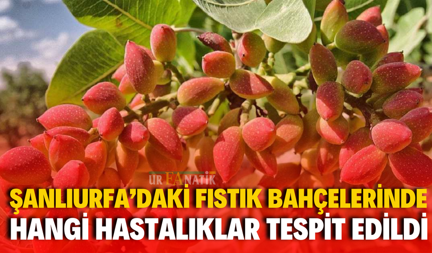 Şanlıurfa’da Fıstık Bahçelerinde Bakın Hangi Hastalıklar Tespit Edildi?