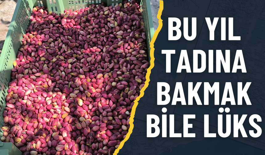 Şanlıurfa’da Tezgaha Çıktı, Gündem Oldu: Fıstığın Fiyatı Dudak Uçuklattı