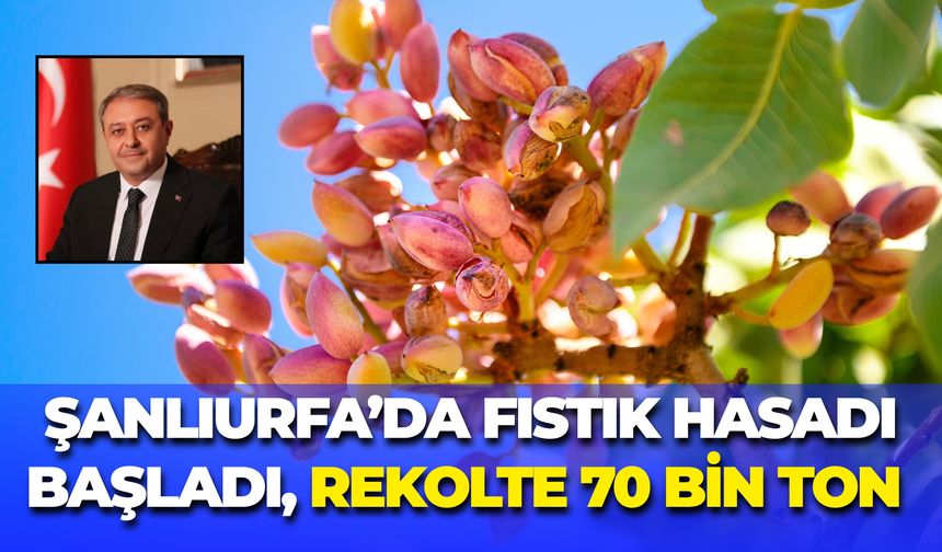 Şanlıurfa’nın 70 Bin Tonluk Fıstık Rekoltesi İçin Sezon Açıldı