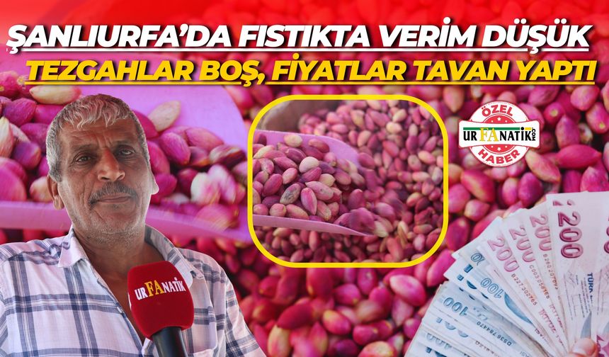 Şanlıurfa’da Fıstıkta Verim Düşük: Tezgahlar Boş, Fiyatlar Tavan Yaptı