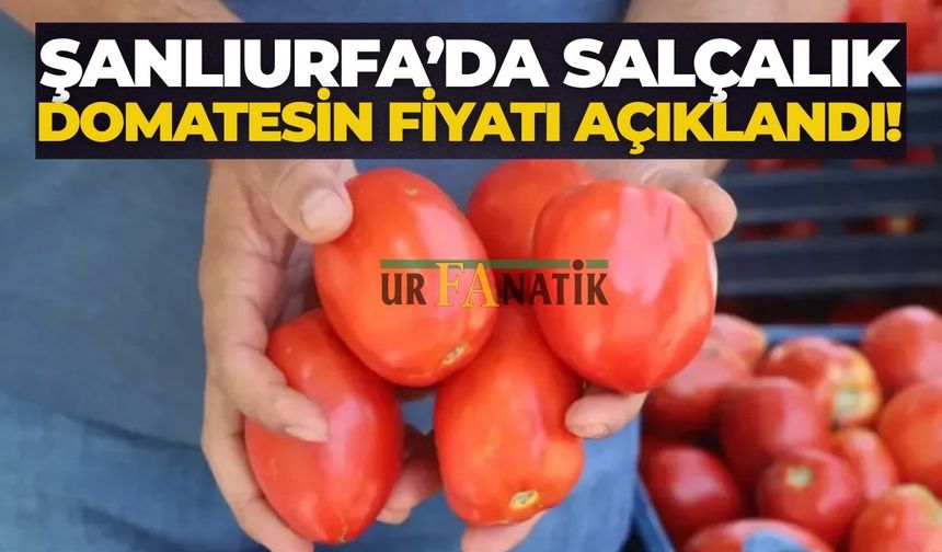 Şanlıurfa’da Salçalık Domatesin Fiyatı Açıklandı! Kilosu Kaç Lira?