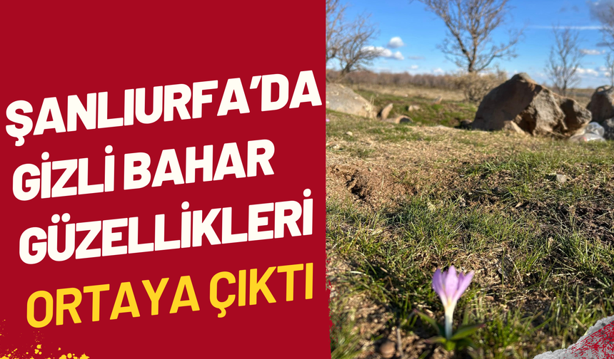 Şanlıurfa’da Gizli Bahar Güzellikleri Ortaya Çıktı