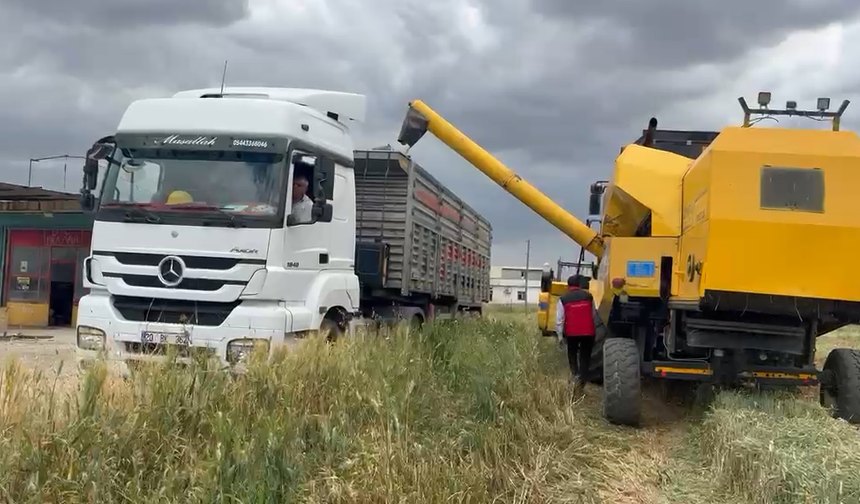 Fiyatı Bulguru Katladı! Şanlıurfa’da Firik Üreticisi Yoğun Mesaide