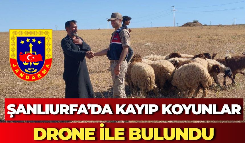 Jandarma Şanlıurfa’da Kaybolan 17 Küçükbaşı Sahibine Teslim Etti