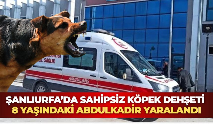 Şanlıurfa’da Sahipsiz Köpek Dehşeti: 8 Yaşındaki Abdulkadir Yaralandı