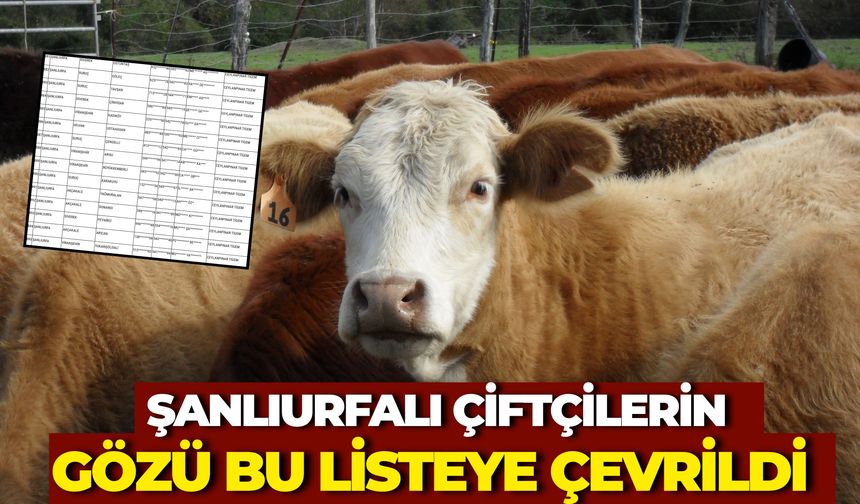 81 İlde Kırsalda Bereket Projesi: 13. Grup Gebe Düve Dağıtımı Başlıyor