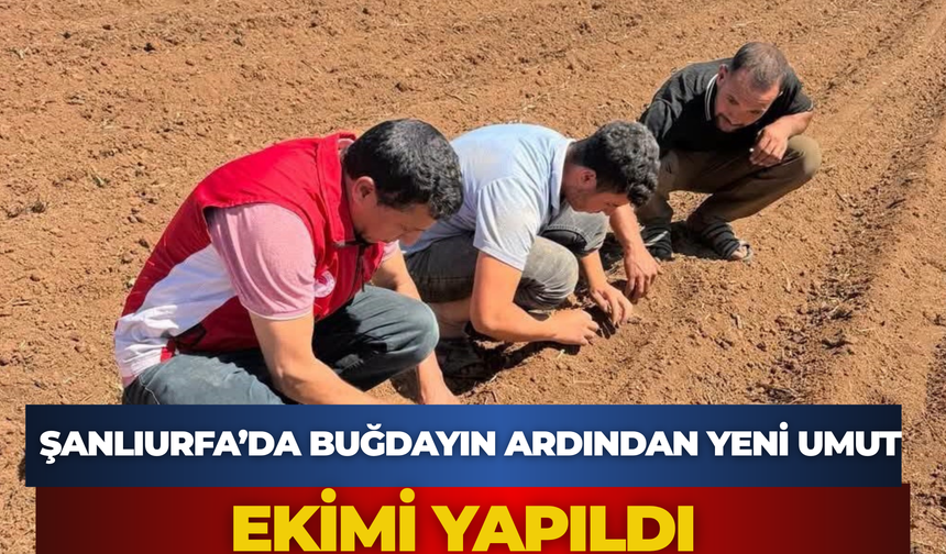 Buğday Bitti, Ayçiçek Başladı! Şanlıurfa'da Tarımda Yeni Dönem