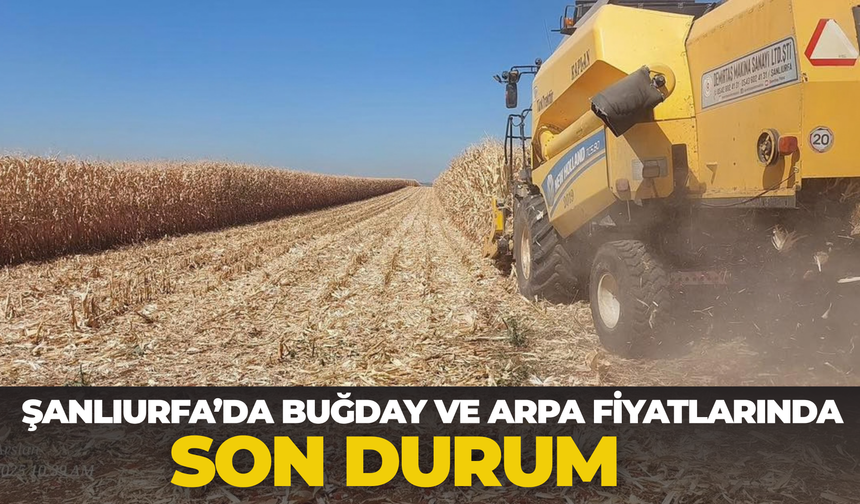 Şanlıurfa’da Buğday Ve Arpa Fiyatlarında Son Durum