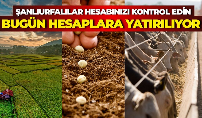 Bakan Yumaklı Duyurdu: 165 Milyon TL Tarımsal Destek Hesaplara Aktarılıyor