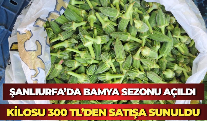 Şanlıurfa’da Bamya Sezonu Açıldı: Kilosu 300 TL’den Satışa Sunuldu