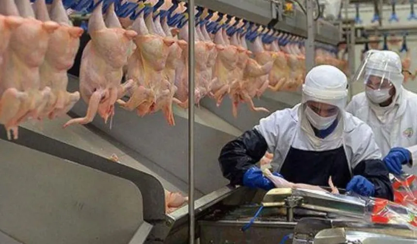 Hangi Tavuk Firmalarına Kayyum Atandı? İşte 13 Şirketin Tam Listesi