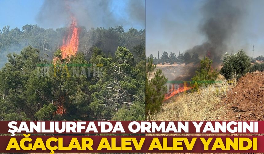 Şanlıurfa'da Orman Yangını: Ağaçlar Alev Alev Yandı