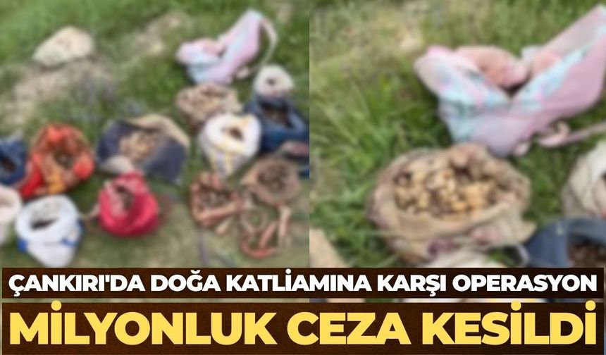 Çankırı'da Doğa Katliamına Karşı Operasyon: Milyonluk Ceza Kesildi