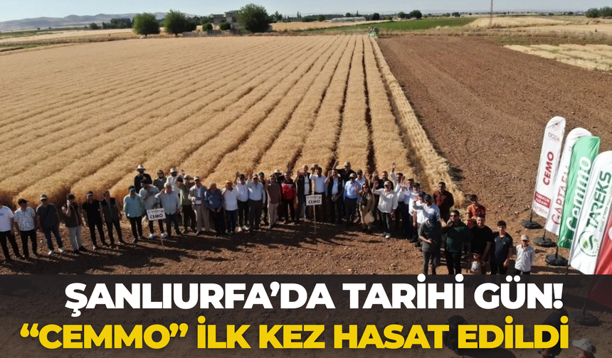 Tarlada Büyük Heyecan! Yerli Buğday CEMMO İlk Ürününü Verdi