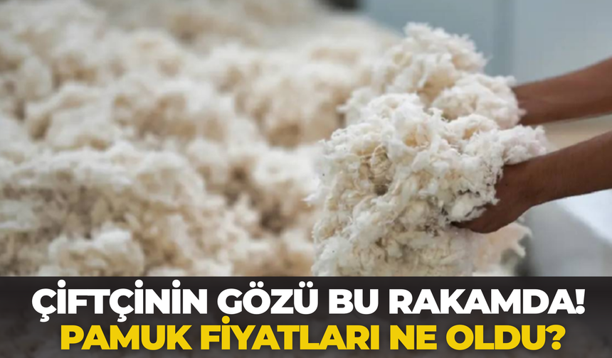 Çiftçinin Gözü Bu Rakamda! Pamuk Fiyatları Ne Oldu?