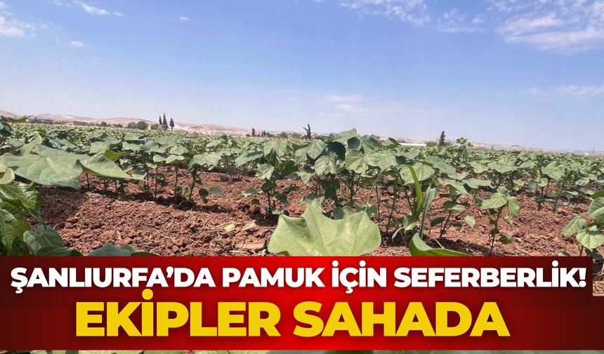 Pamukta Kritik Takip! Şanlıurfa Ovasında Zararlı İncelemesi