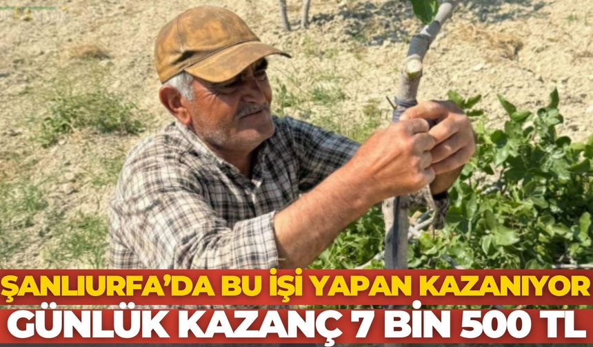 Suruç’ta Fıstık Aşılama Sezonu Başladı: Günlük Yevmiyeler 7 Bin 500 TL’ye Kadar Çıkıyor