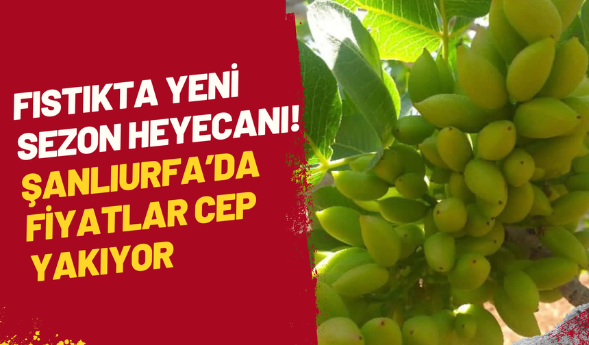 Fıstıkta Yeni Sezon Heyecanı! Şanlıurfa’da Fiyatlar Cep Yakıyor
