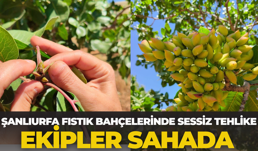 Şanlıurfa Fıstık Bahçelerinde Sessiz Tehlike: Ekipler Sahada